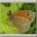 Maniola jurtina - Grosses Ochsenauge 20.jpg